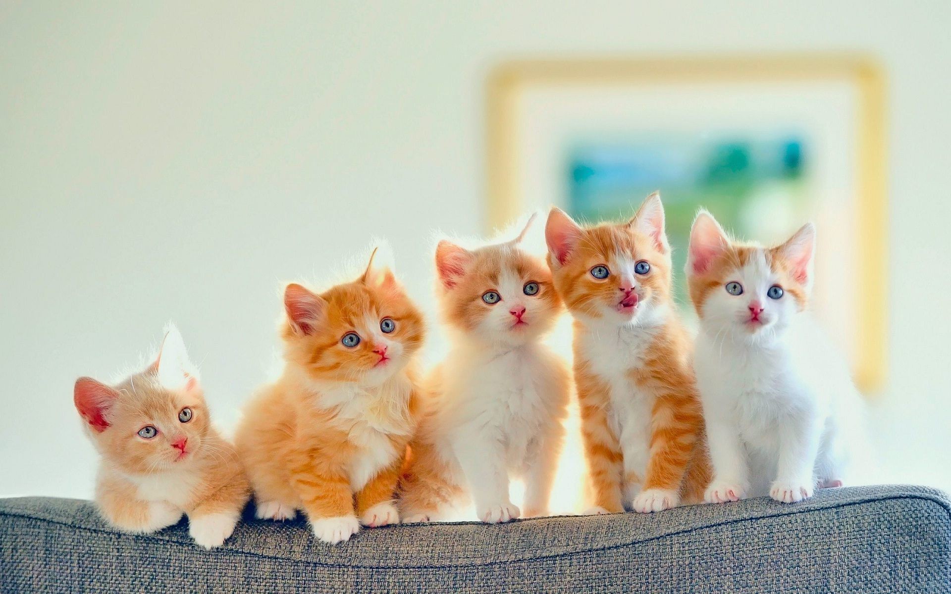 Golden Cute Cats Row Nice Wallpaper - Kitten Baby Cute Cat - HD Wallpaper 