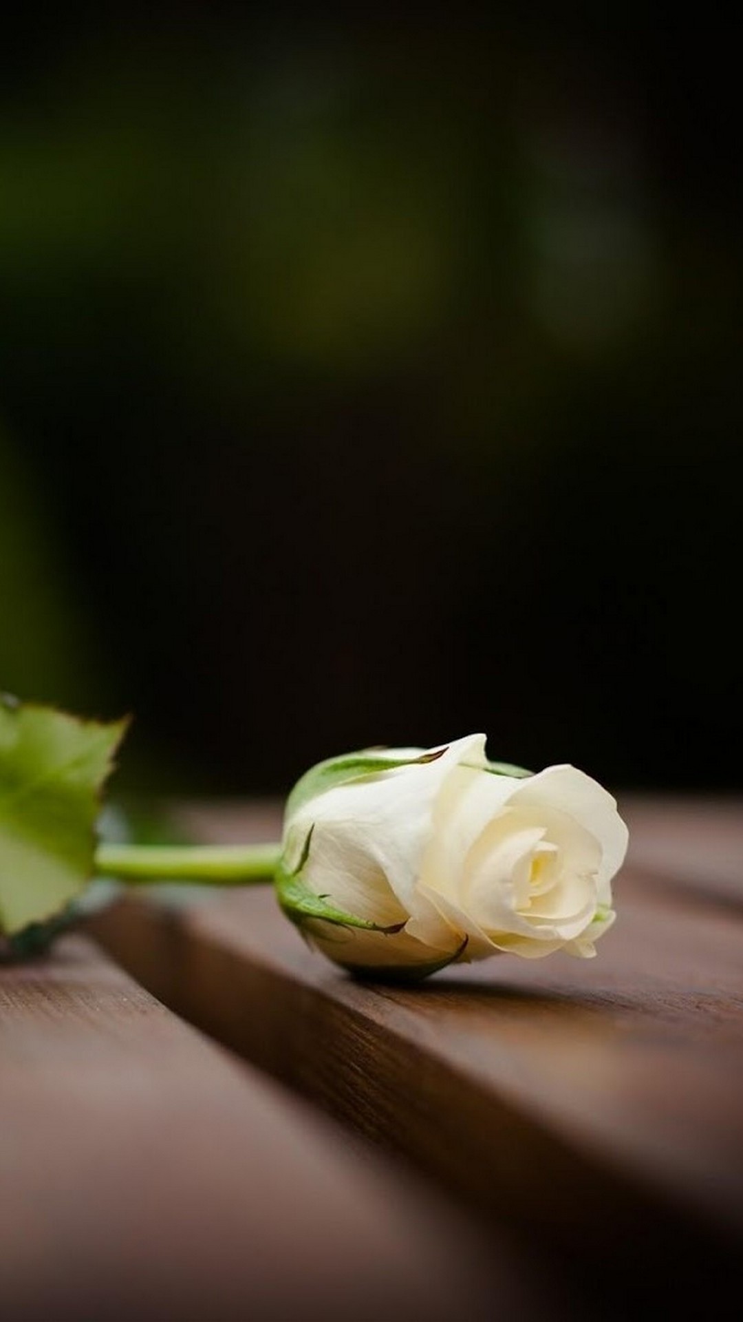 White Flower Mobile Wallpaper Hd - Cute Wallpapers Hd For Mobile - 1080x1920 Wallpaper White Flower Mobile Wallpaper Hd - Cute Wallpapers Hd For Mobile - 1080x1920 Wallpaper