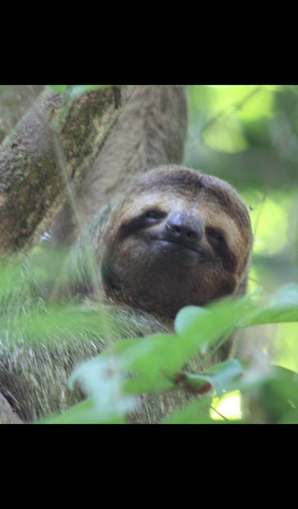 Sloth - HD Wallpaper 