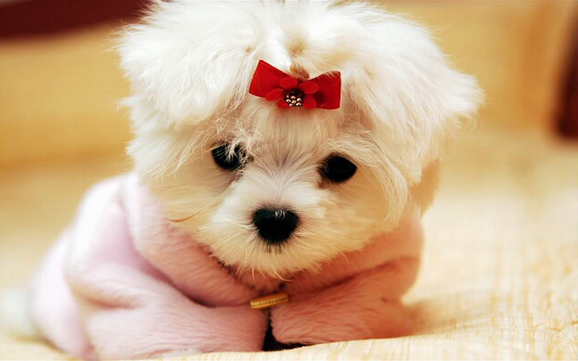 Cute Dog Wallpaper Hd For Andro - Cute Wallpapers Of Dogs - HD Wallpaper 