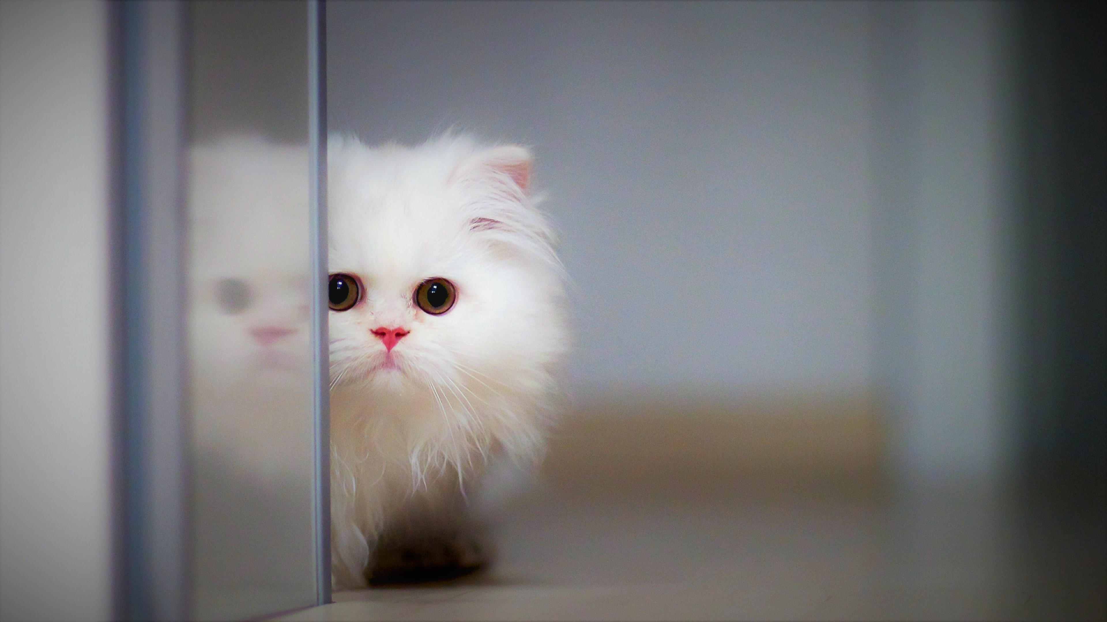 Fluffy Baby Cute Cats - HD Wallpaper 