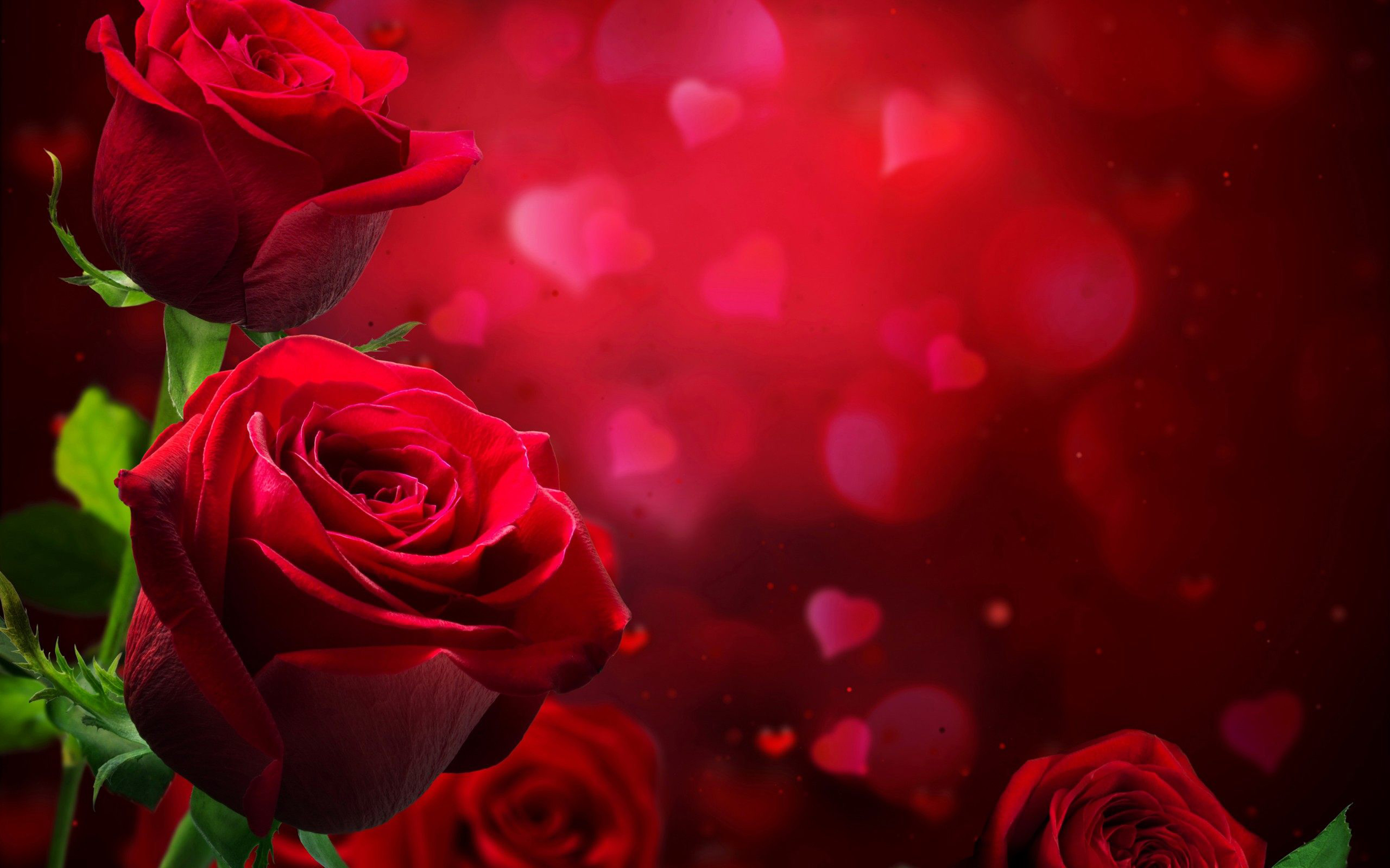 2560x1600, Beautiful Roses Wallpapers Photos Pics Images - Red Rose Background Hd - HD Wallpaper 