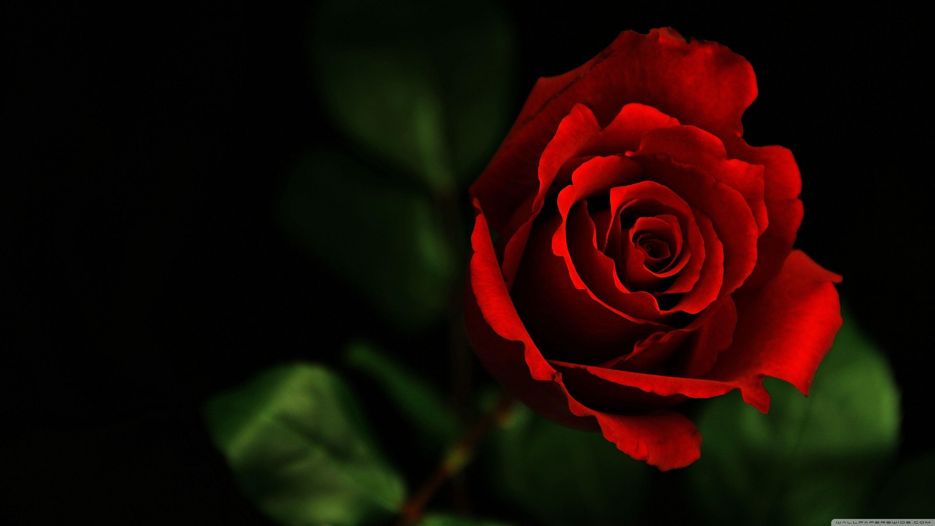 Rose 4k Hd Desktop Wallpapers For 4k Ultra Hd Tv - Ultra Hd 4k Rose