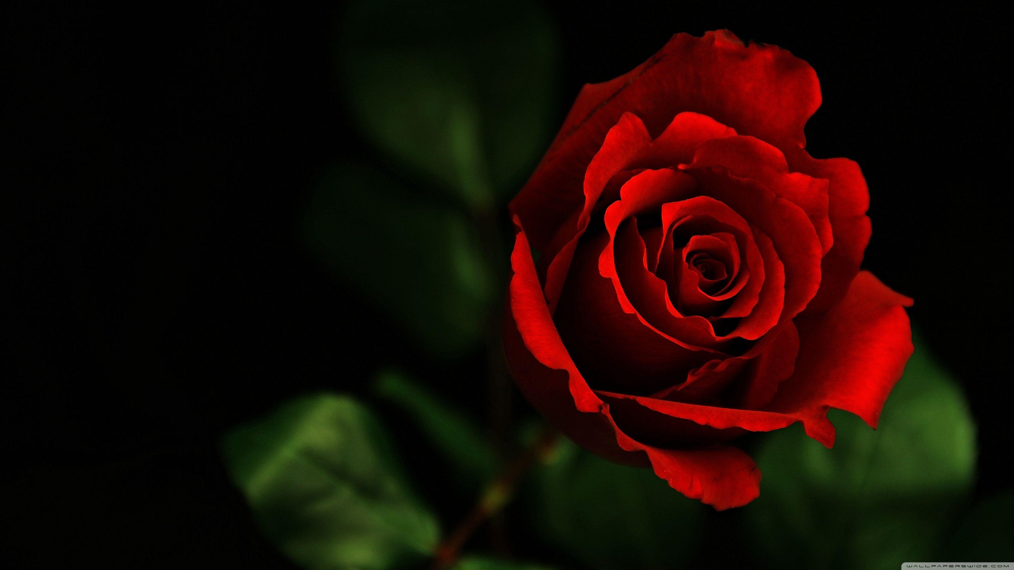 Rose ❤ 4k Hd Desktop Wallpapers For 4k Ultra Hd Tv - Ultra Hd 4k Rose - HD Wallpaper 