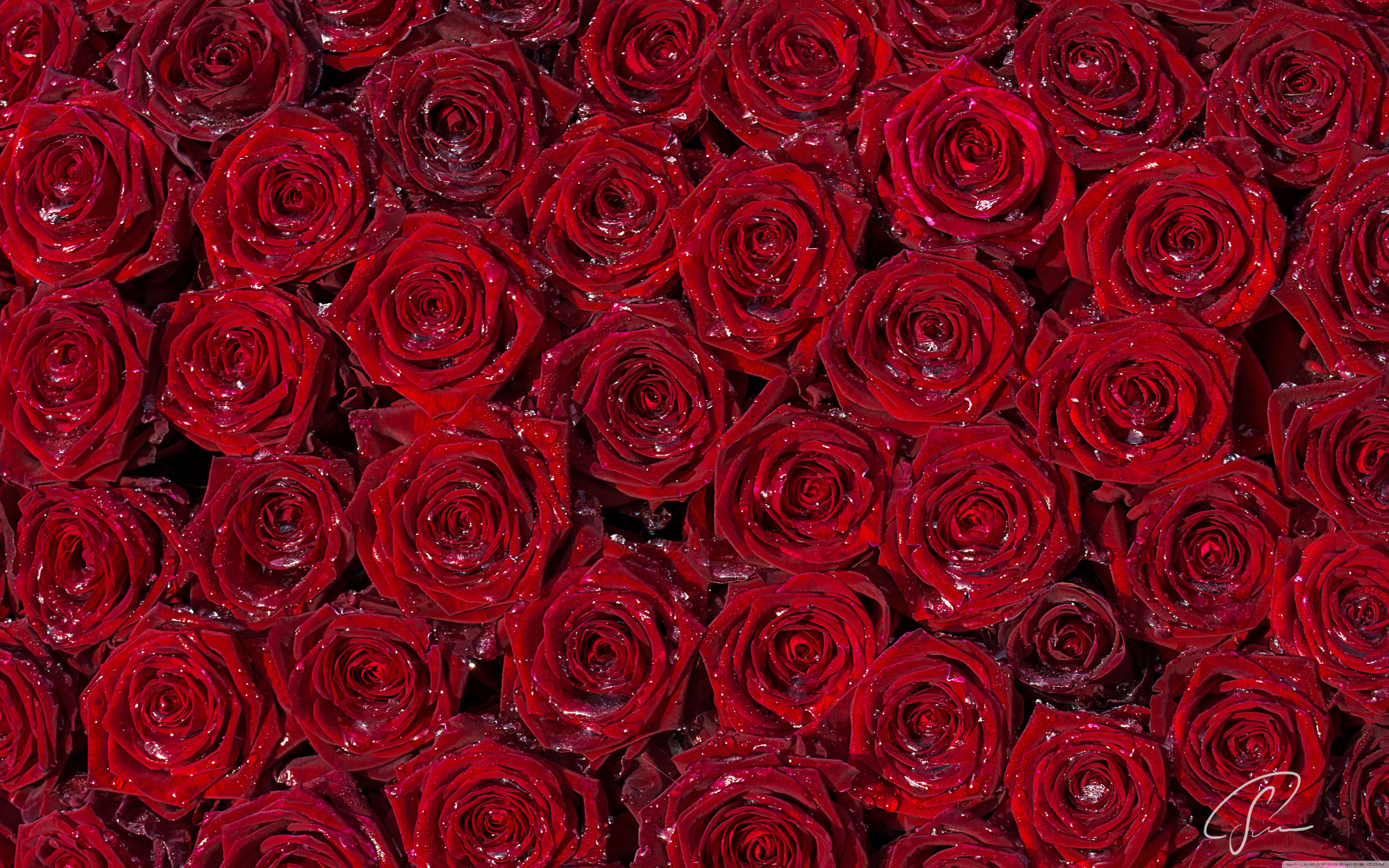 Red Roses Background Hd - HD Wallpaper 