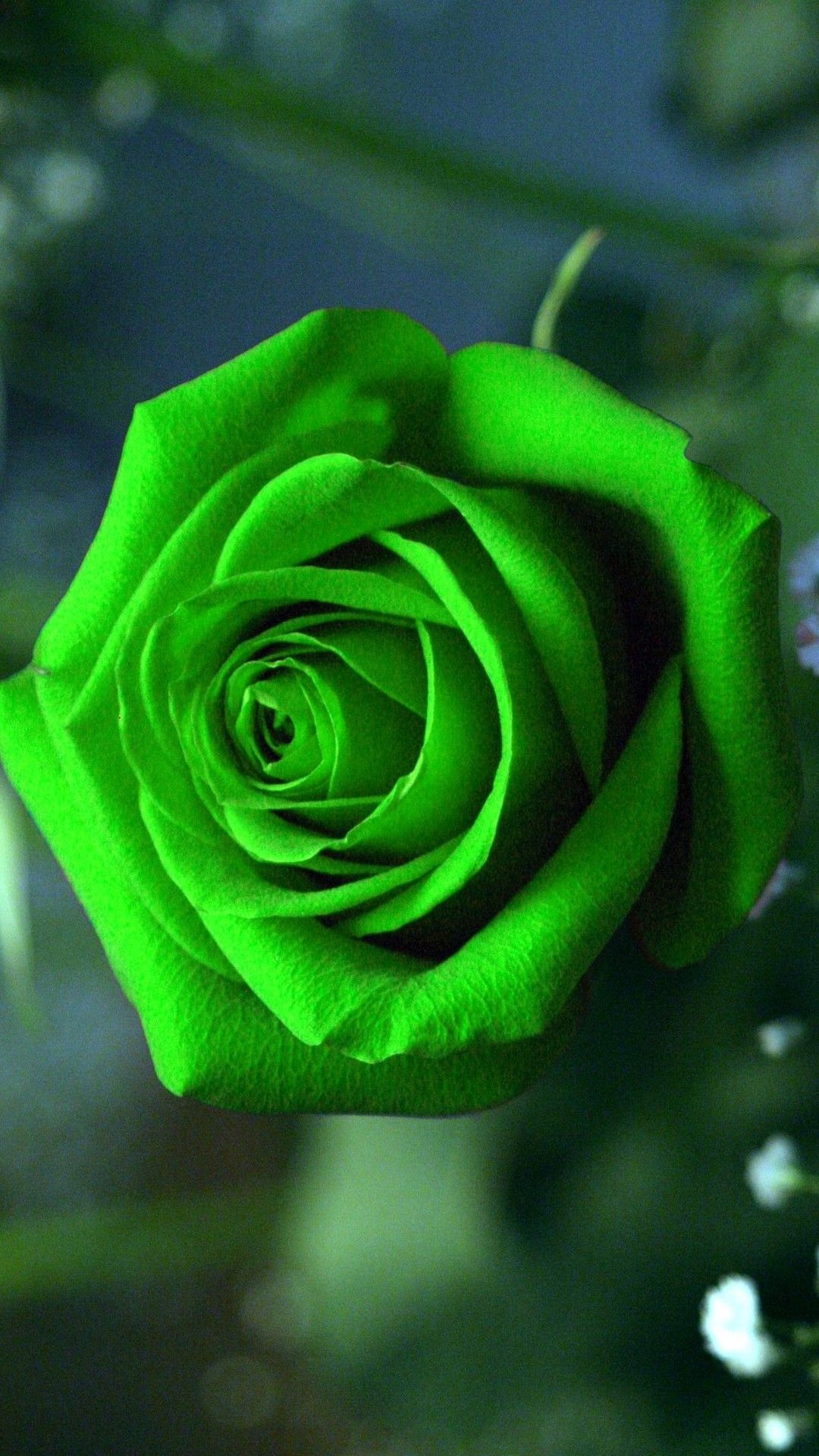 Green Rose Hd Images Download - HD Wallpaper 