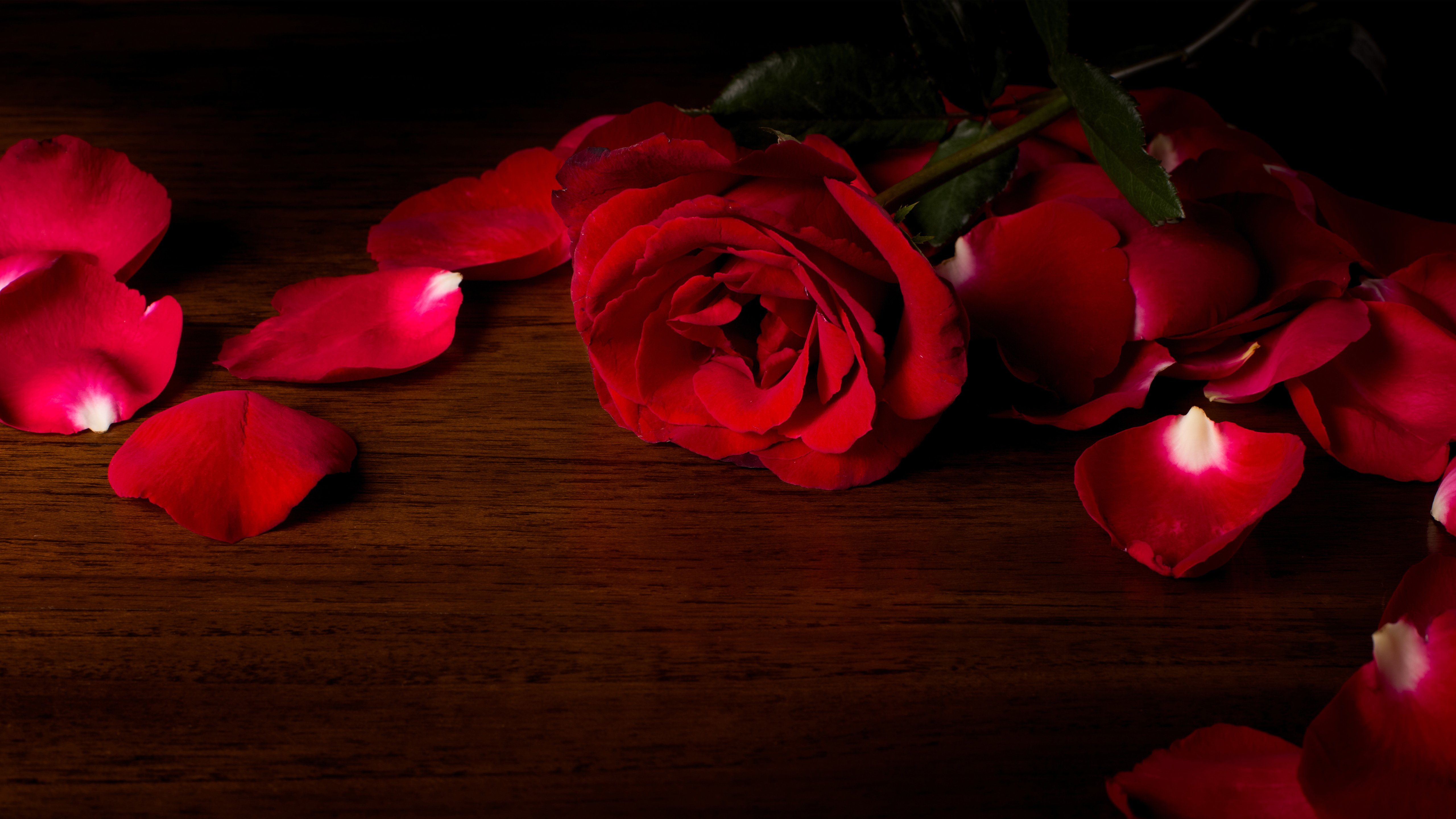Red Roses Wallpaper Hd - HD Wallpaper 