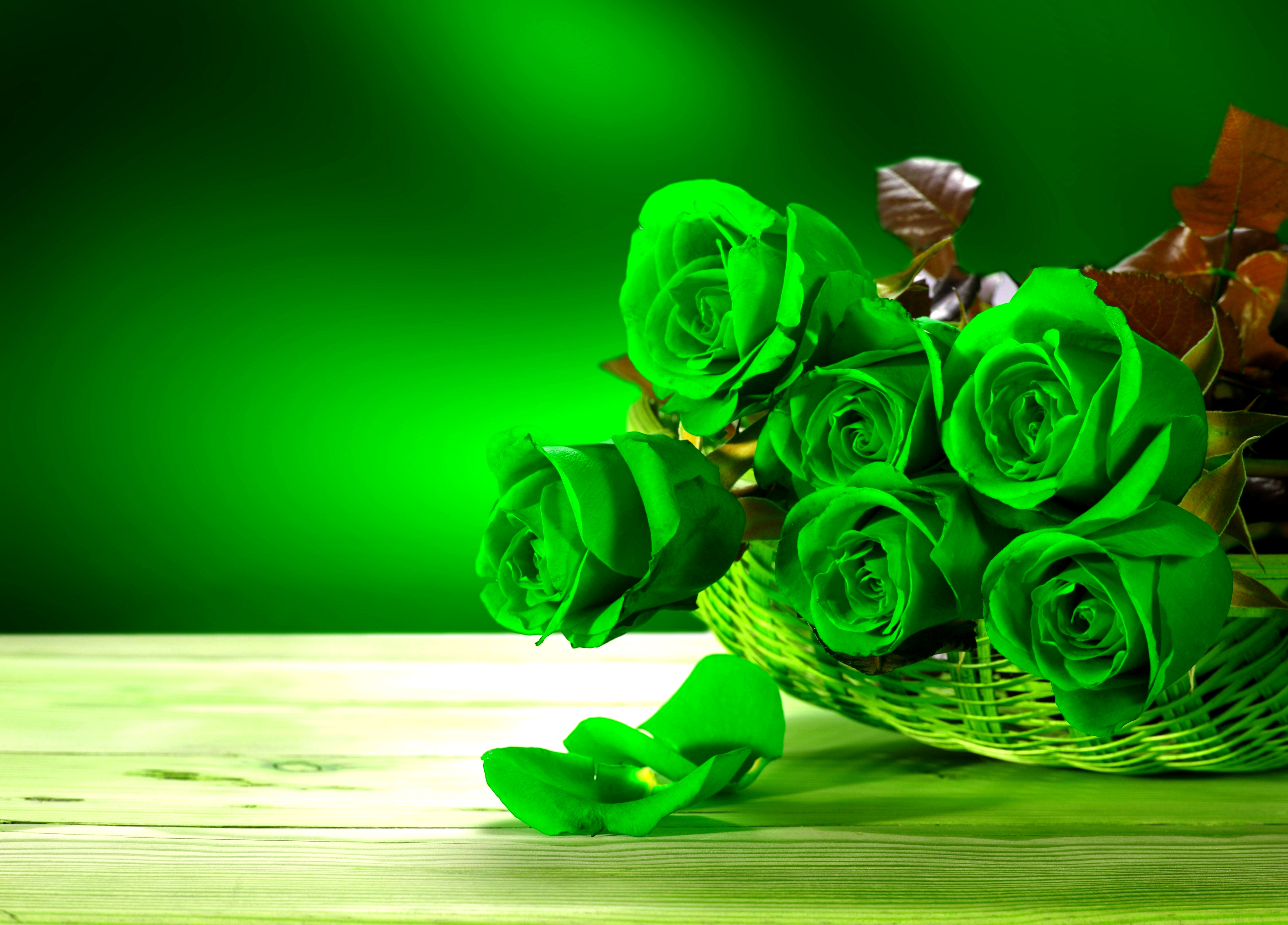 Green Rose Wallpaper Hd - HD Wallpaper 