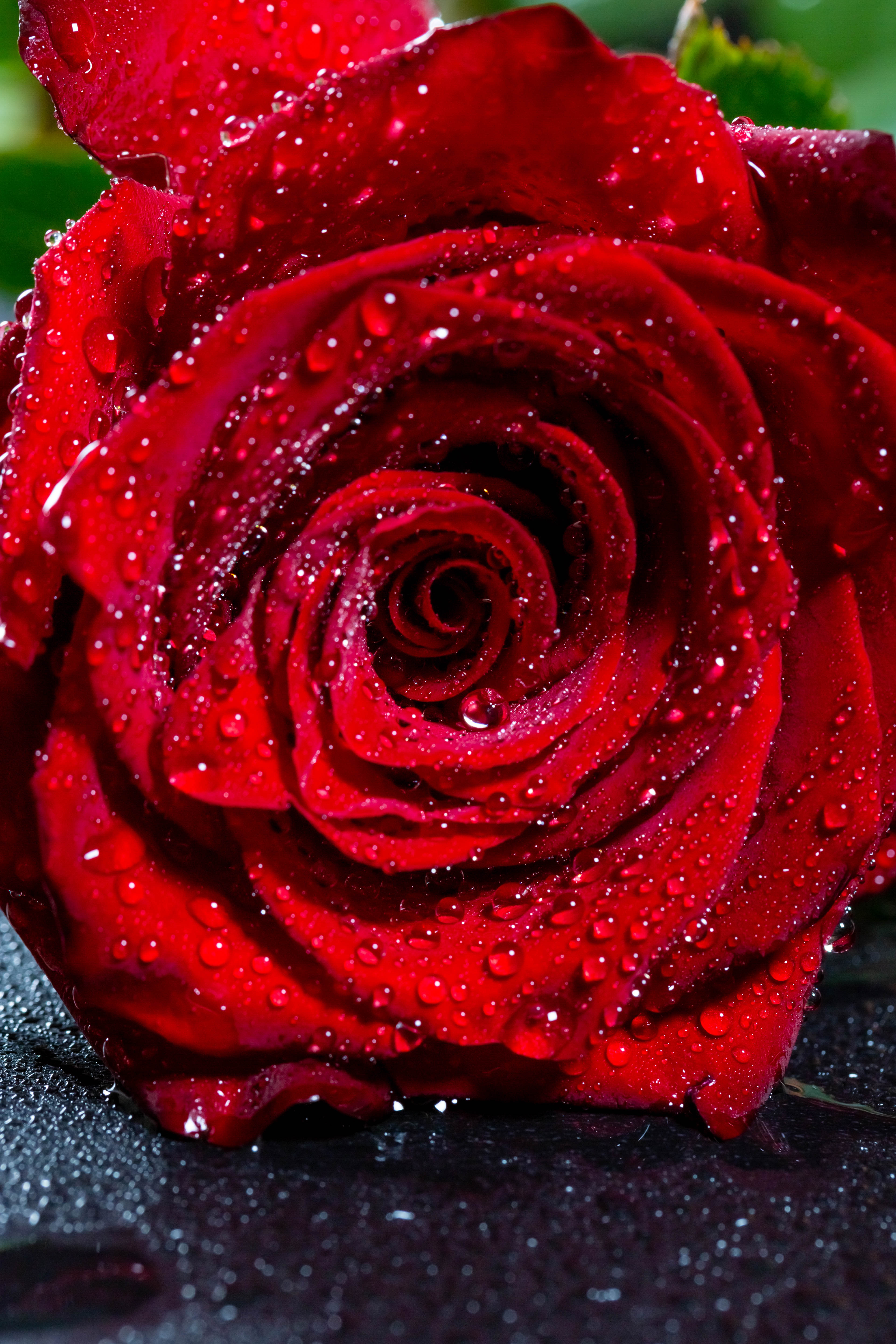 Wallpaper Rose Bud Drops Red Flower Wet Red Rose Wallpaper Hd 3840x5760 Wallpaper Teahub Io