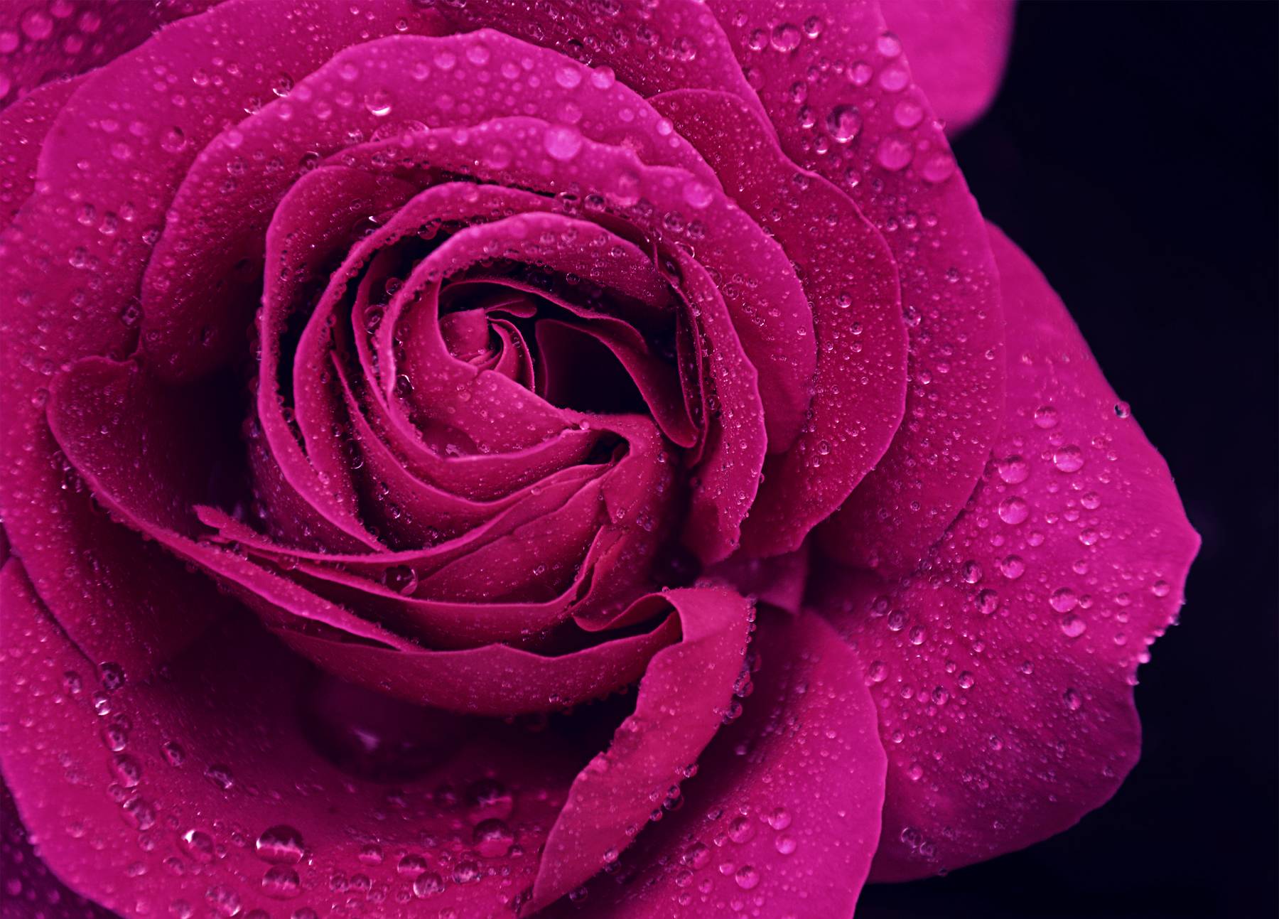 Rose Wallpaper Hd - Purple Rose Images Hd - HD Wallpaper 