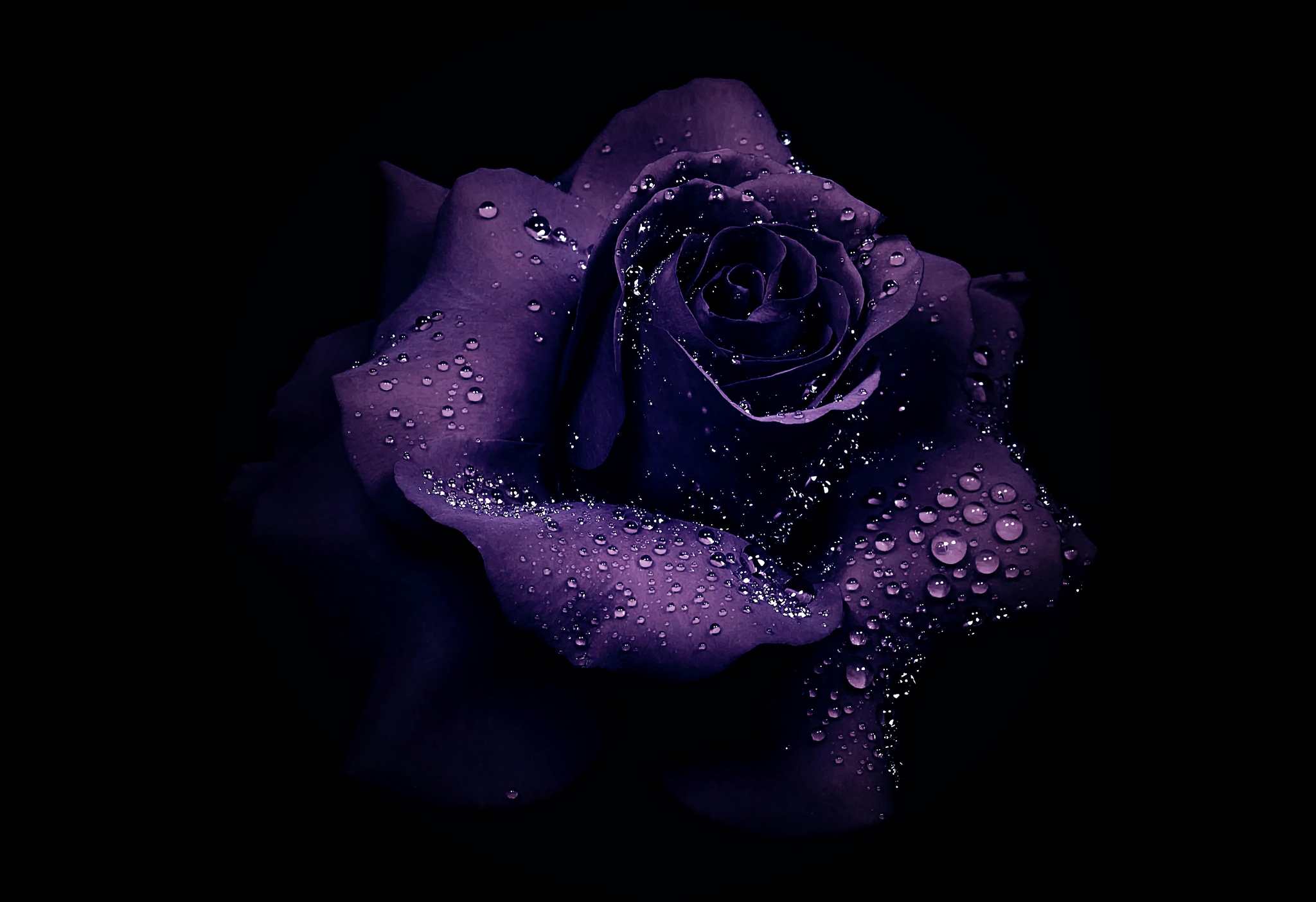 Purple Rose Wallpaper For Mobile - HD Wallpaper 