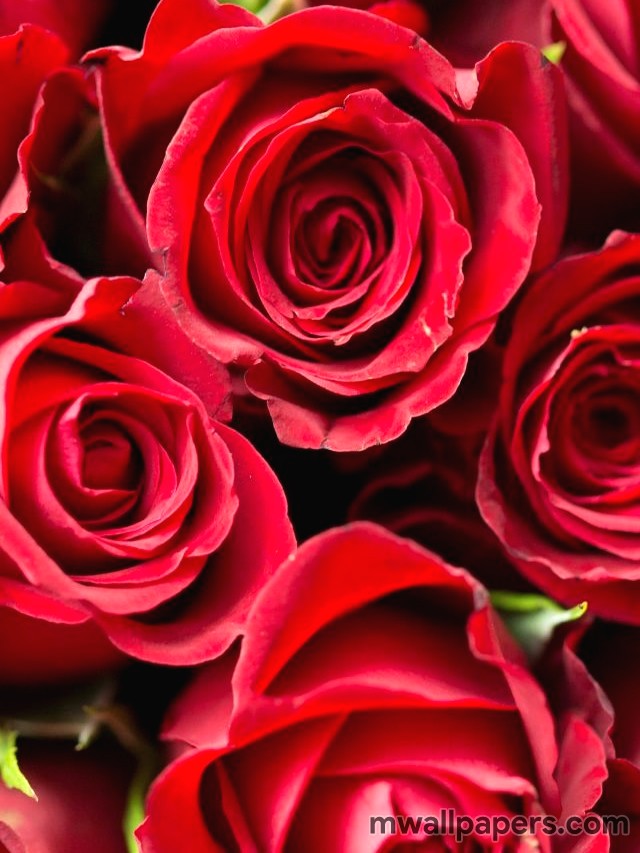 Red Rose Hd Images And Wallpapers (4323) - Hd Wallpapers Of Flowers 1080p - 640x853 Wallpaper Red Rose Hd Images And Wallpapers (4323) - Hd Wallpapers Of Flowers 1080p - 640x853 Wallpaper