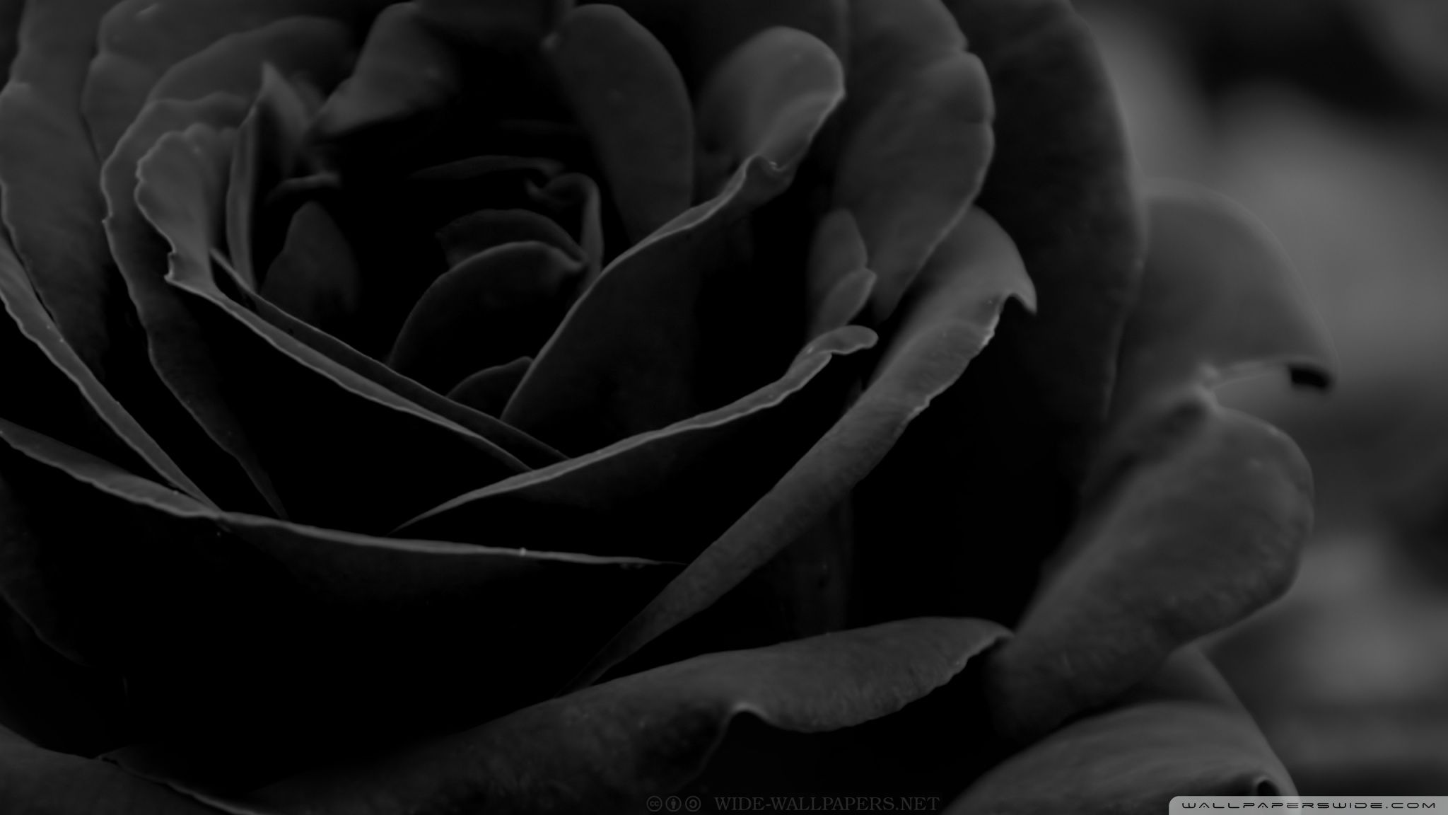 Black Rose 4k Hd Desktop Wallpaper For 4k Ultra Hd - Desktop Background