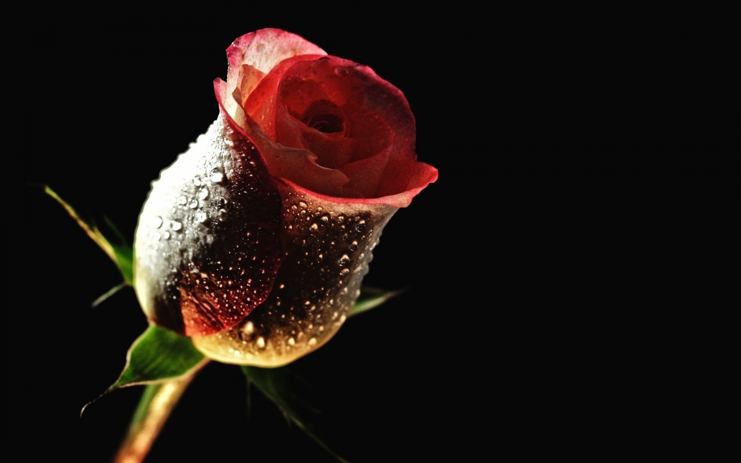 Rose Image Hd Wallpaper Download 2560x1600 Wallpaper Teahub Io