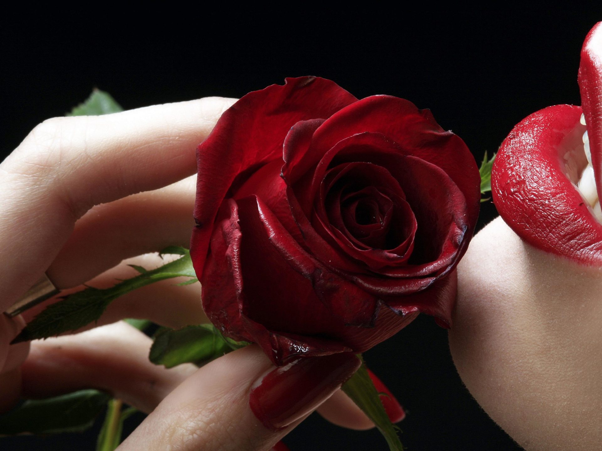 Rose Flower And Sexy Hands Gifs - HD Wallpaper 