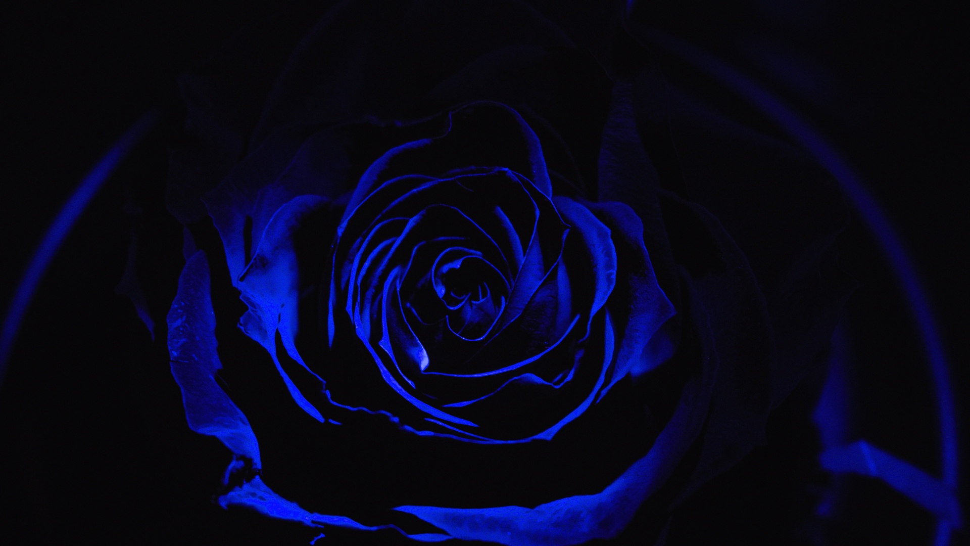 Wallpaper Rose, Blue Rose, Petals, Dark, Bud - Black Wallpaper Blue Rose - HD Wallpaper 