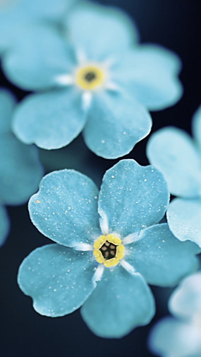 Forget Me Blue Flowers Iphone Wallpaper - Iphone Flower Wallpaper Hd -  640x1136 Wallpaper 
