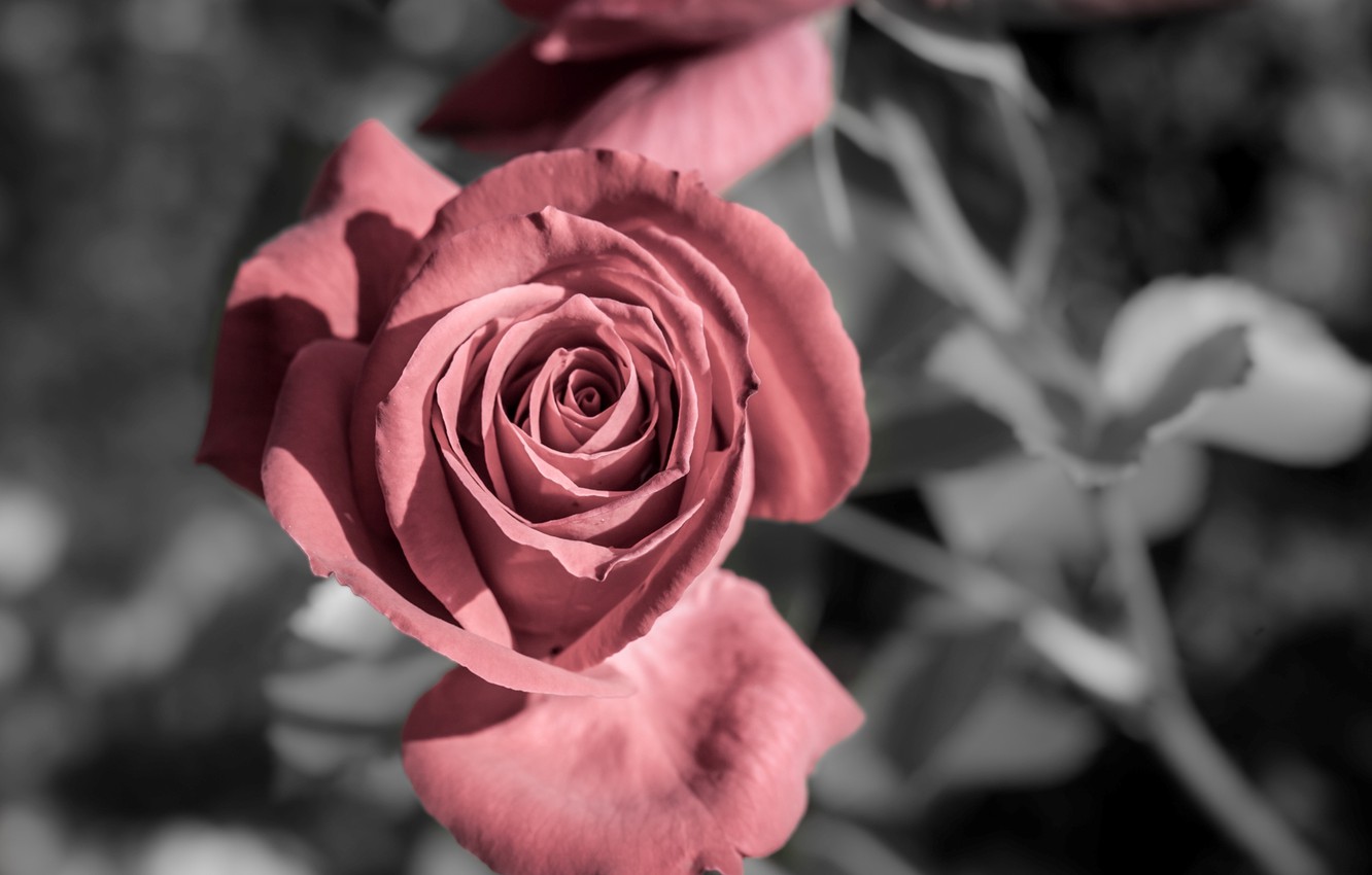 Photo Wallpaper Flower, Flowers, Background, Widescreen, - Full Screen Wallpaper Rose Images Hd - HD Wallpaper 