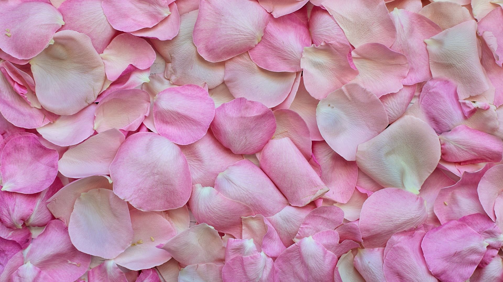 Hd Wallpaper Of Pink Rose Petals - HD Wallpaper 
