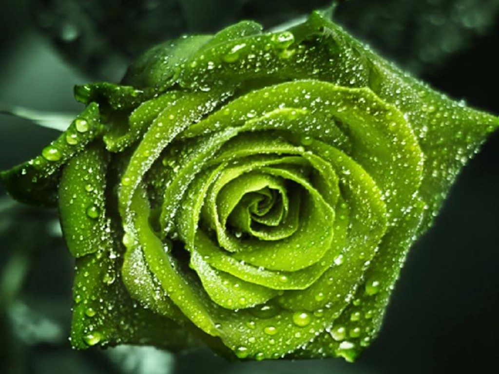 Green Rose Hd - HD Wallpaper 