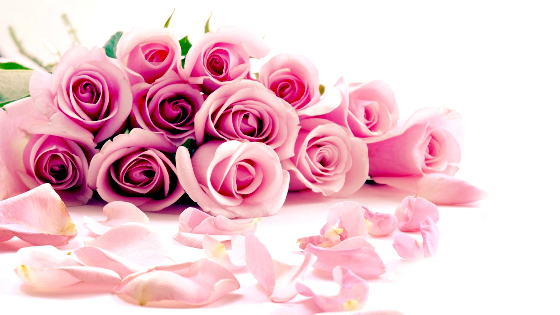 Pink Rose Flower Wallpaper Fuschia Pink Flowers Png 19x1080 Wallpaper Teahub Io Pink Rose Flower Wallpaper Fuschia Pink Flowers Png 19x1080 Wallpaper Teahub Io