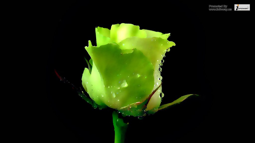 Black Rose Wallpaper Hd 3d - HD Wallpaper 