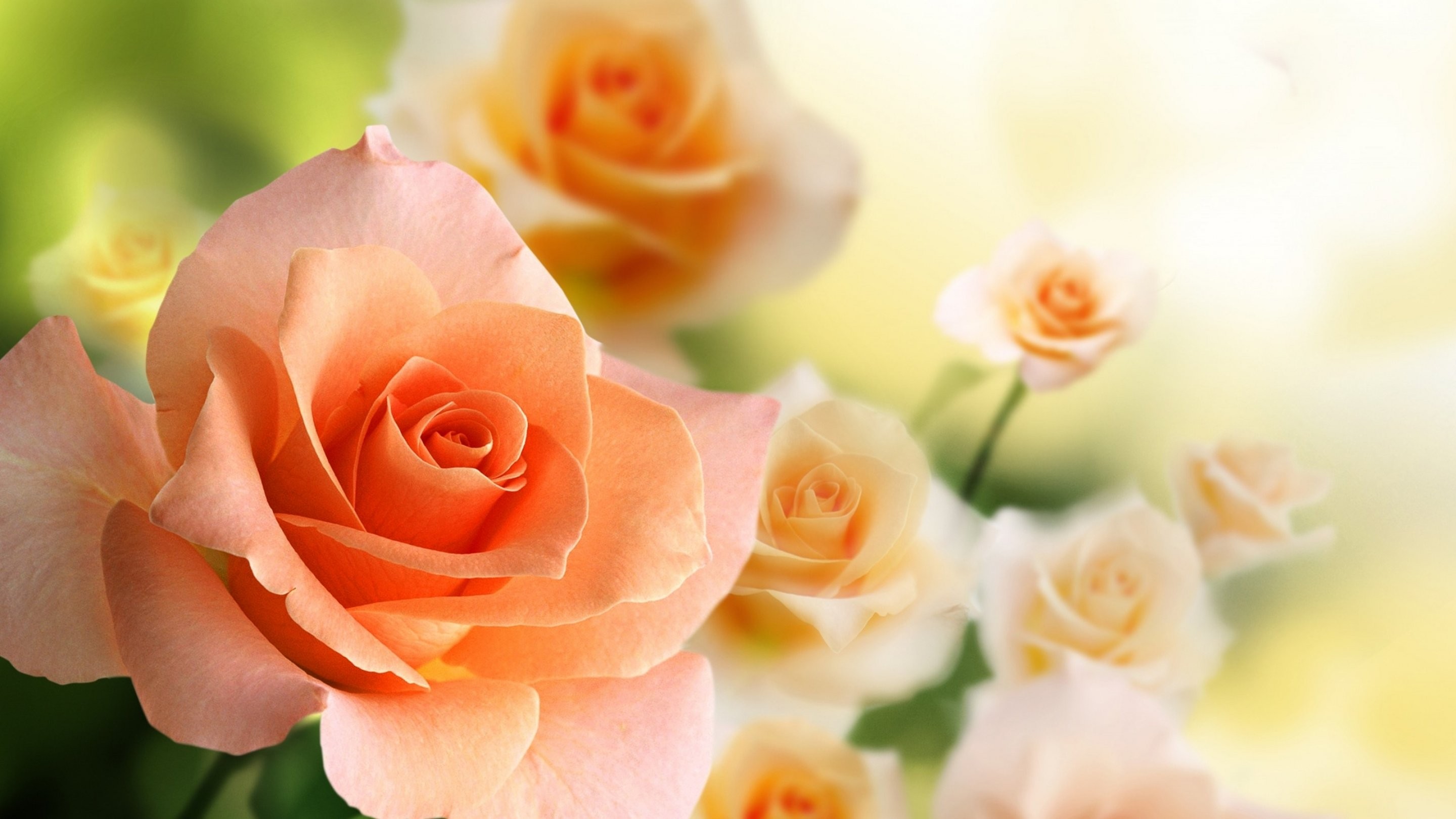 Garden,hd Nature Wallpapers, Nature, Plant, Flower, - Natural Images Of Roses Hd - HD Wallpaper 