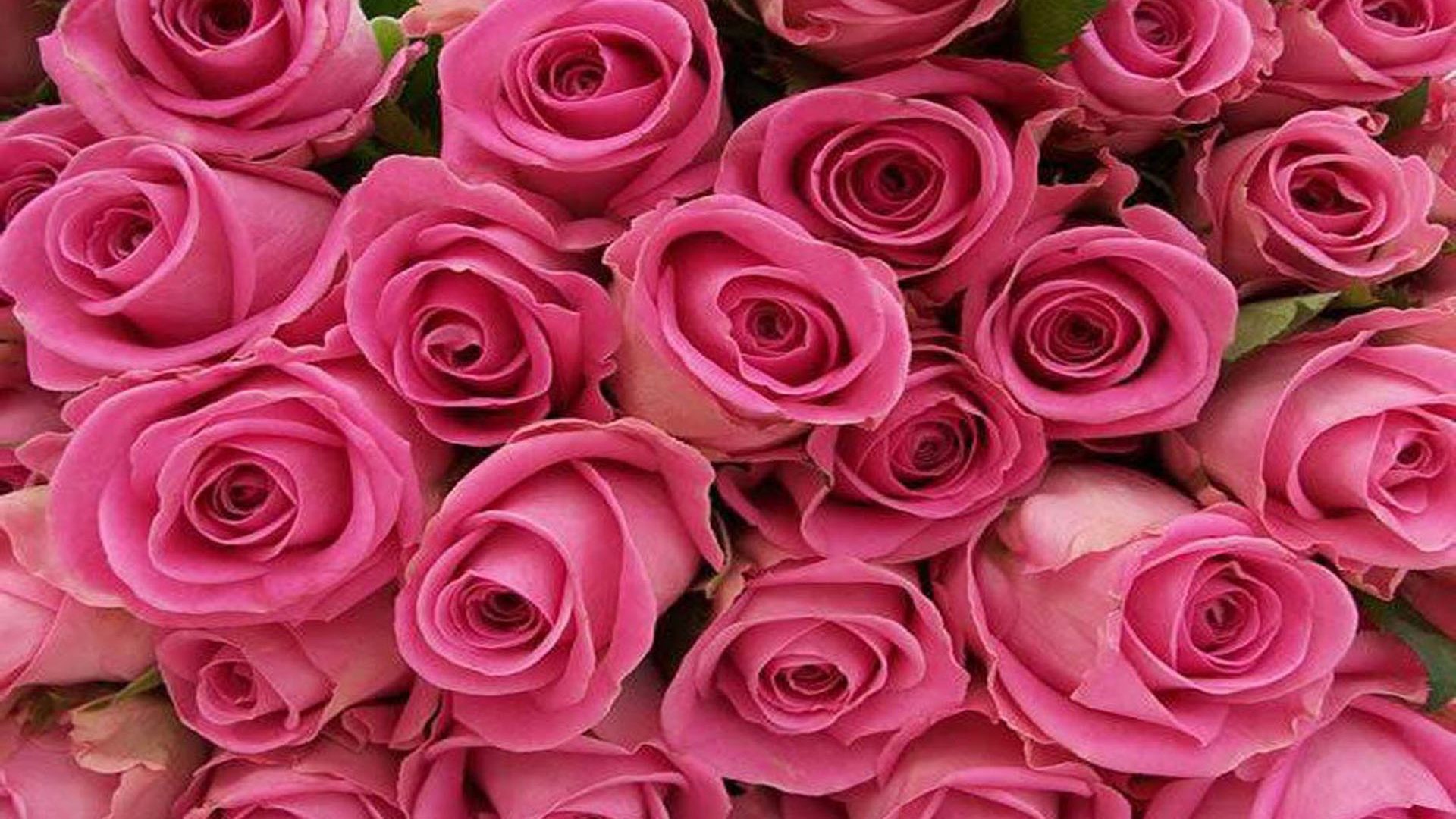 Floribunda - 1920x1080 Wallpaper - teahub.io