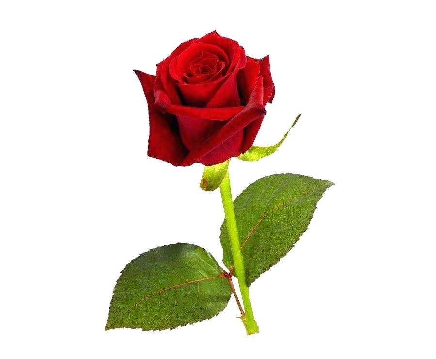Single Rose Wallpaper Rose Red Flower Petal Plant Single - Rose Flower Images Hd Download - HD Wallpaper 