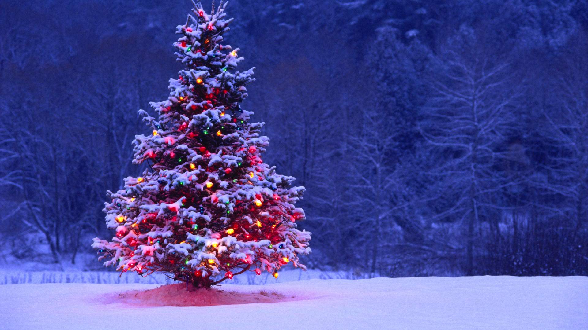 Free Hd Christmas Wallpaper - Christmas Tree Wallpaper Desktop - HD Wallpaper 