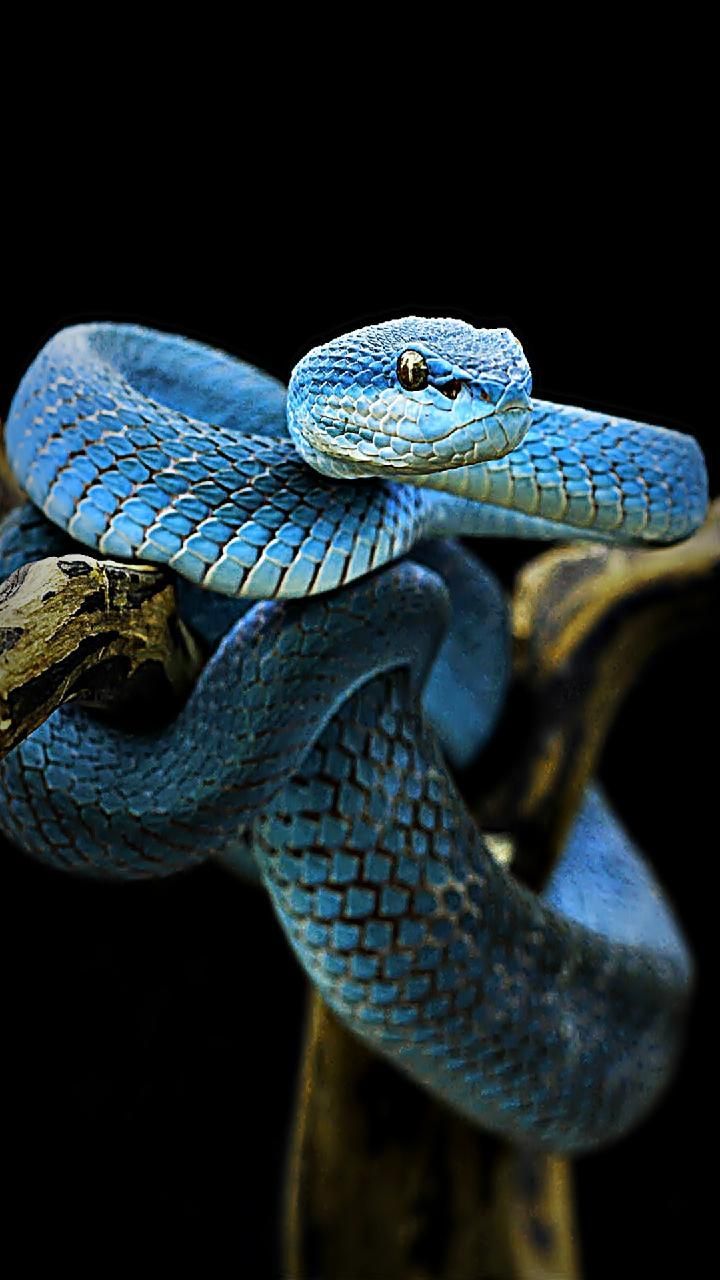 Download Blue Snake Wallpapers By Susbulut - Snake Wallpaper Hd Download - HD Wallpaper 