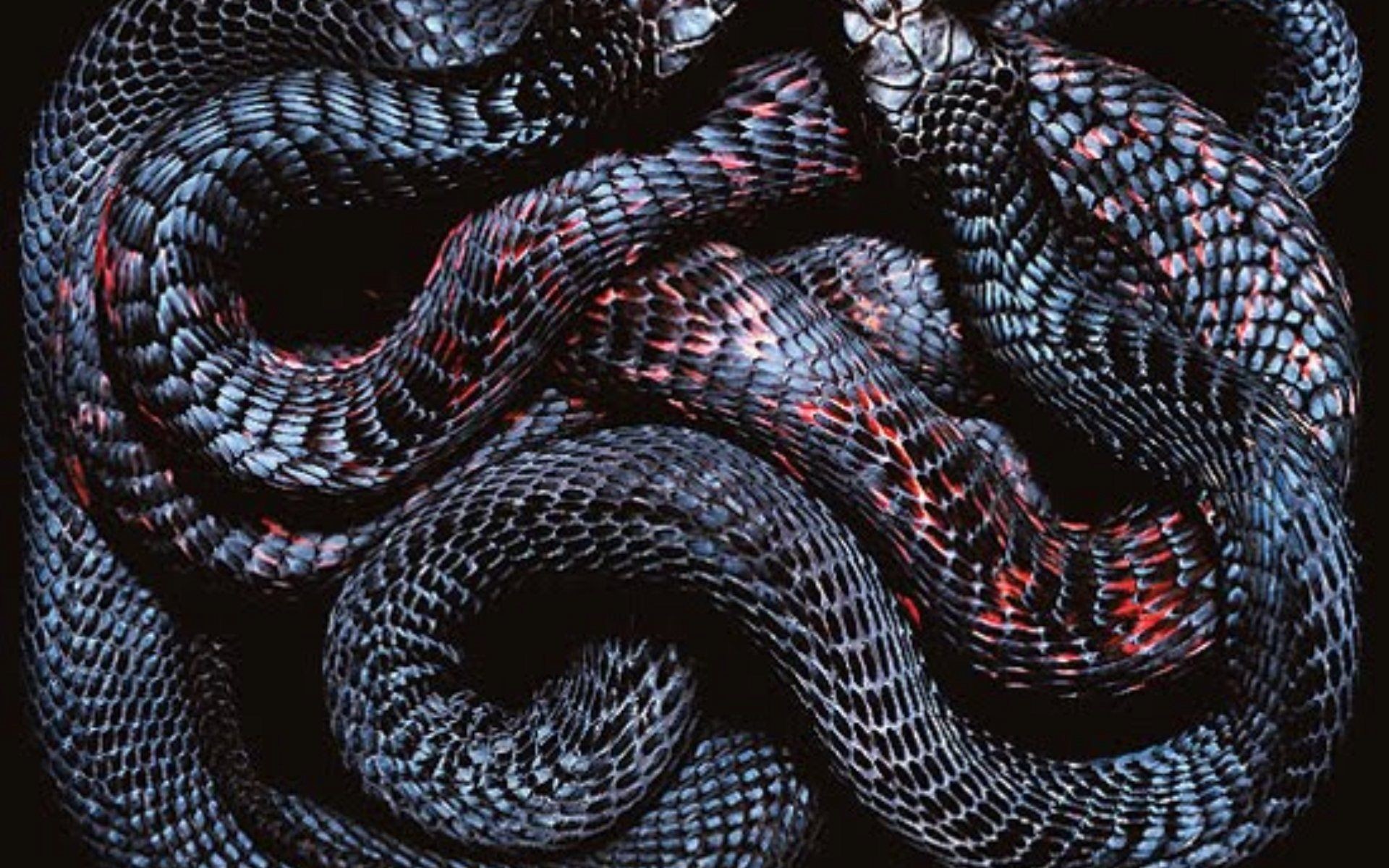 1920x1200, Undefined Black Snake Wallpapers - Snake Wallpaper 4k - HD Wallpaper 