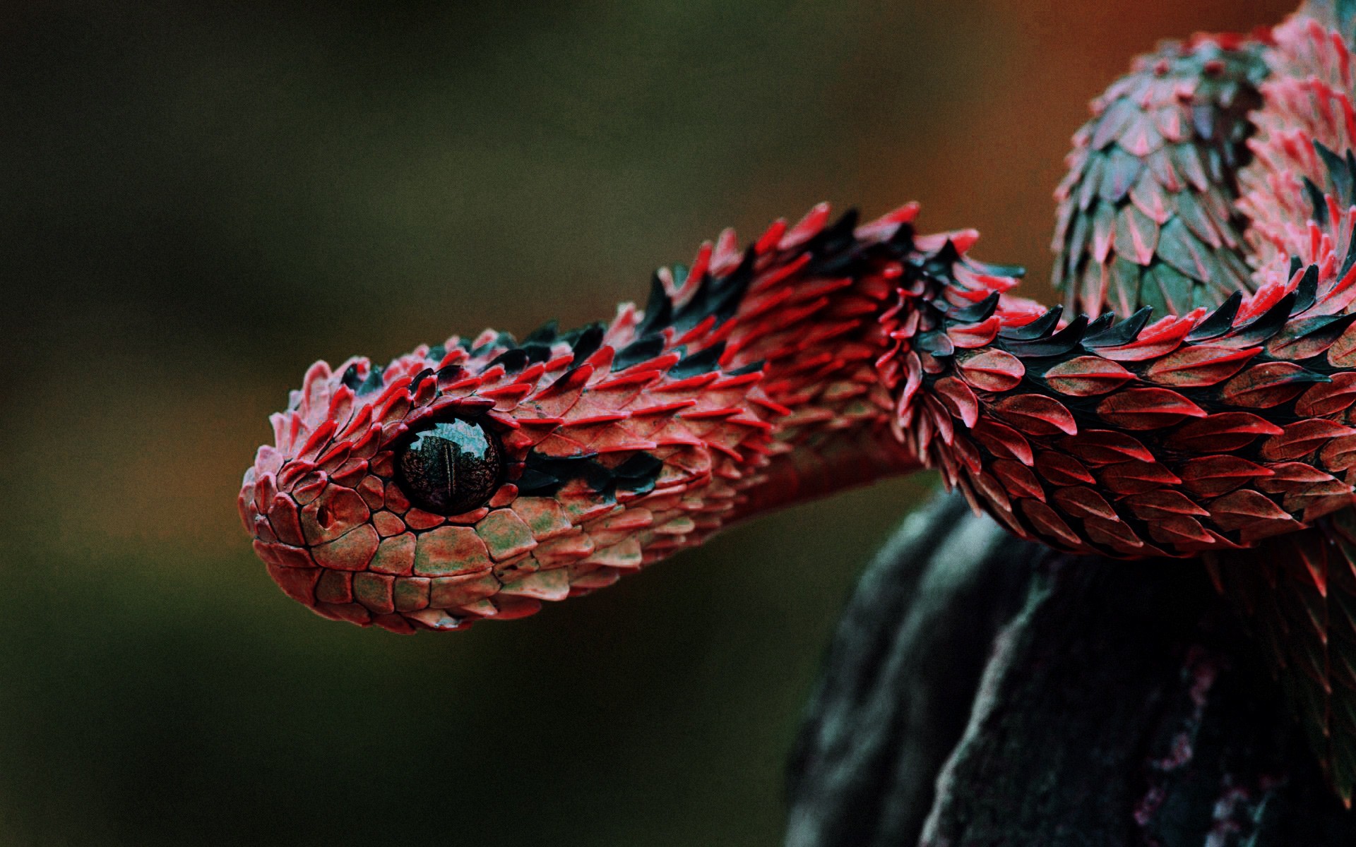 Different Style Of Snake Wallpaper - Indonesian Autumn Adder - HD Wallpaper 