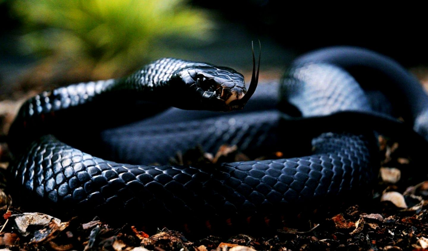 Black Snake Wallpapers Mobile Pics × Black Snake Snakes - Snake 4k -  1440x846 Wallpaper 