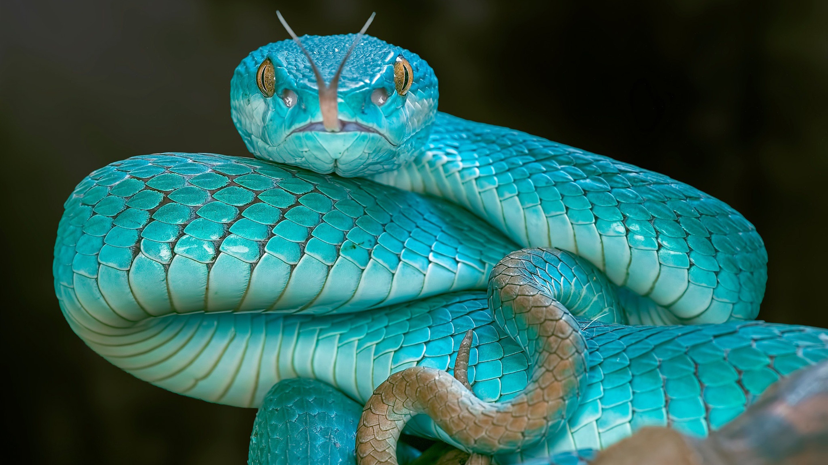 Viper Sky Color Snake Wallpaper - Pit Viper Snake - HD Wallpaper 