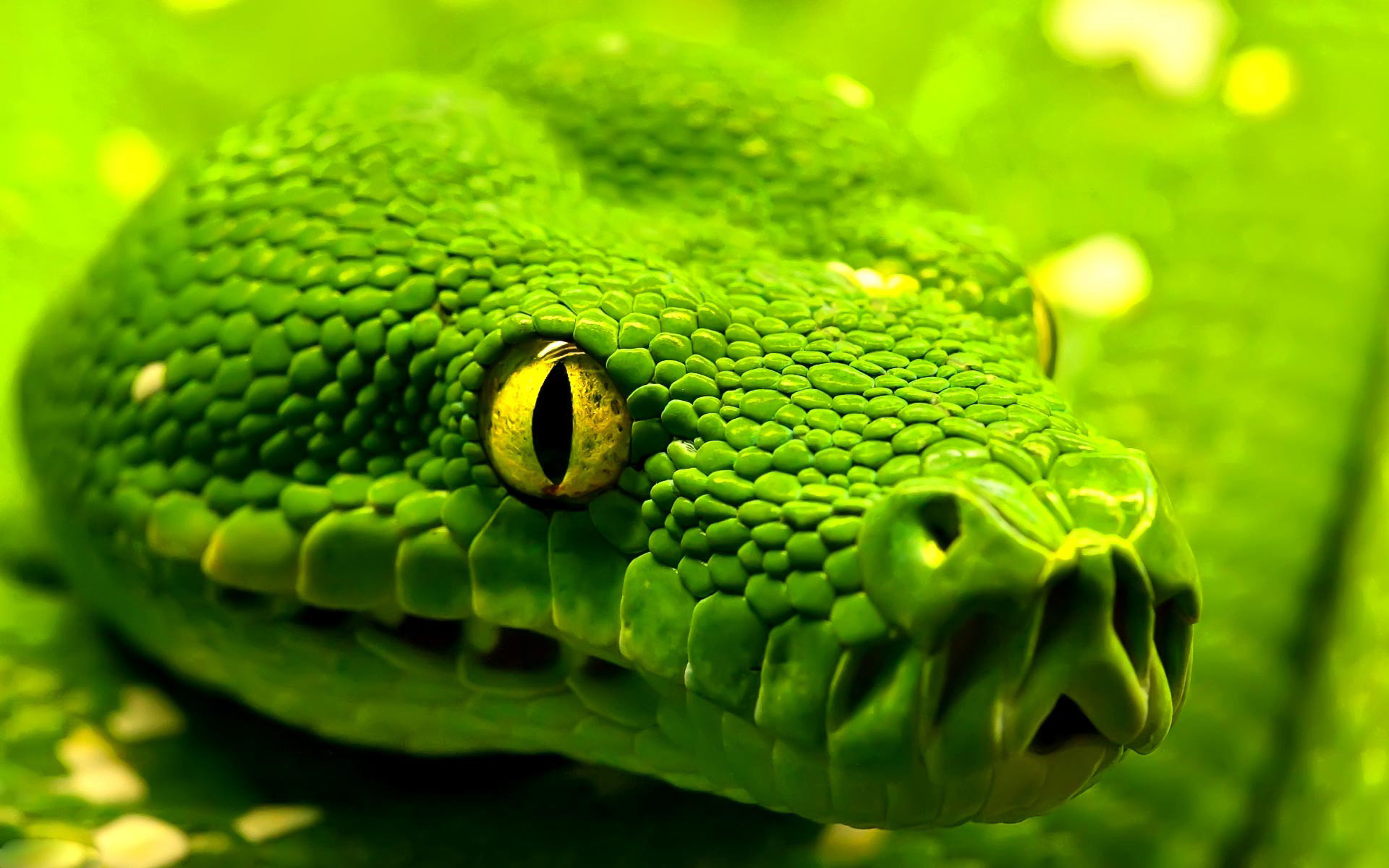 Green Snake Close Up - HD Wallpaper 
