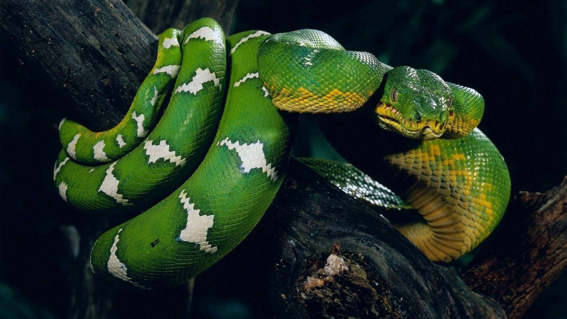 Animal Snake Nature Images Hd - HD Wallpaper 
