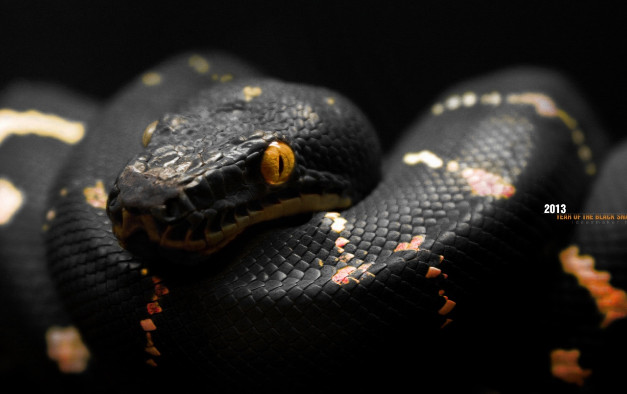 2013 Year Of The Black Snake Wallpapers - Hd Snake - HD Wallpaper 