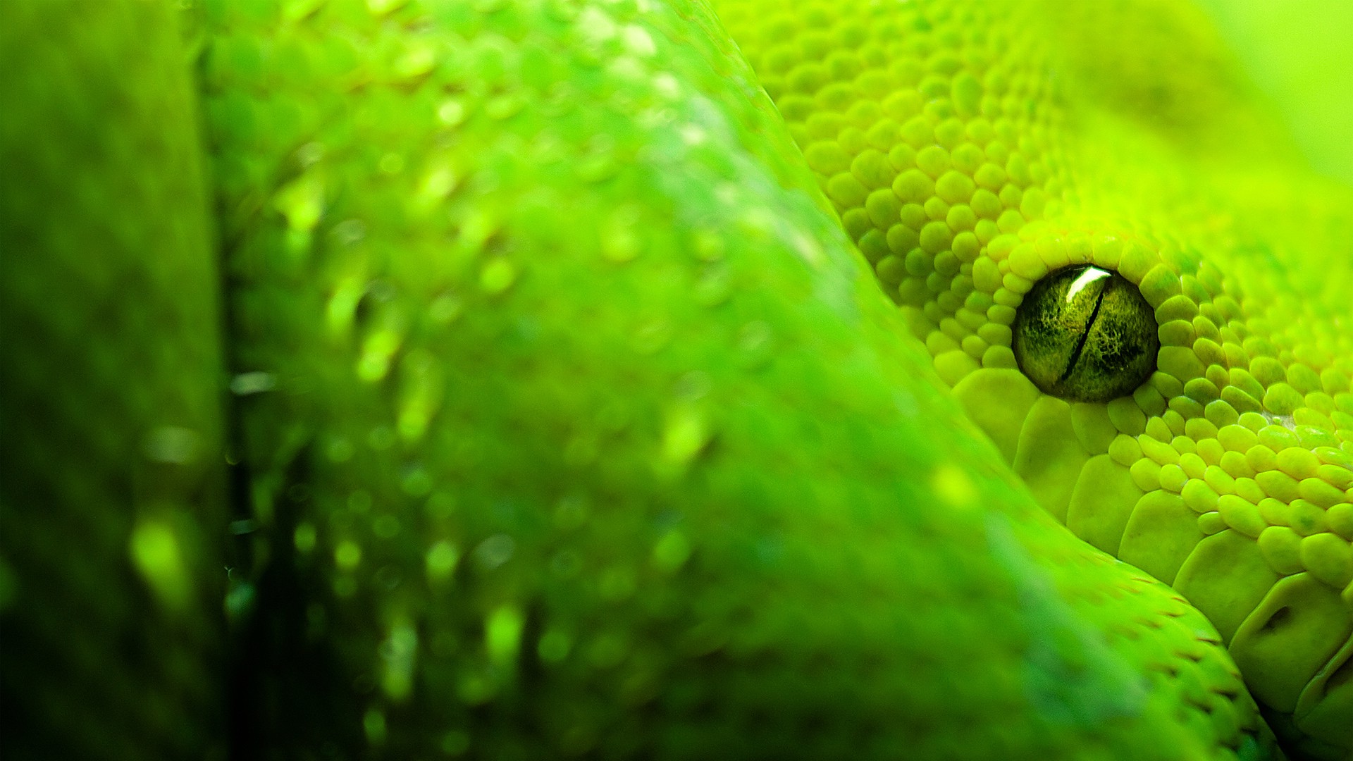 White Snake Green Eyes - HD Wallpaper 