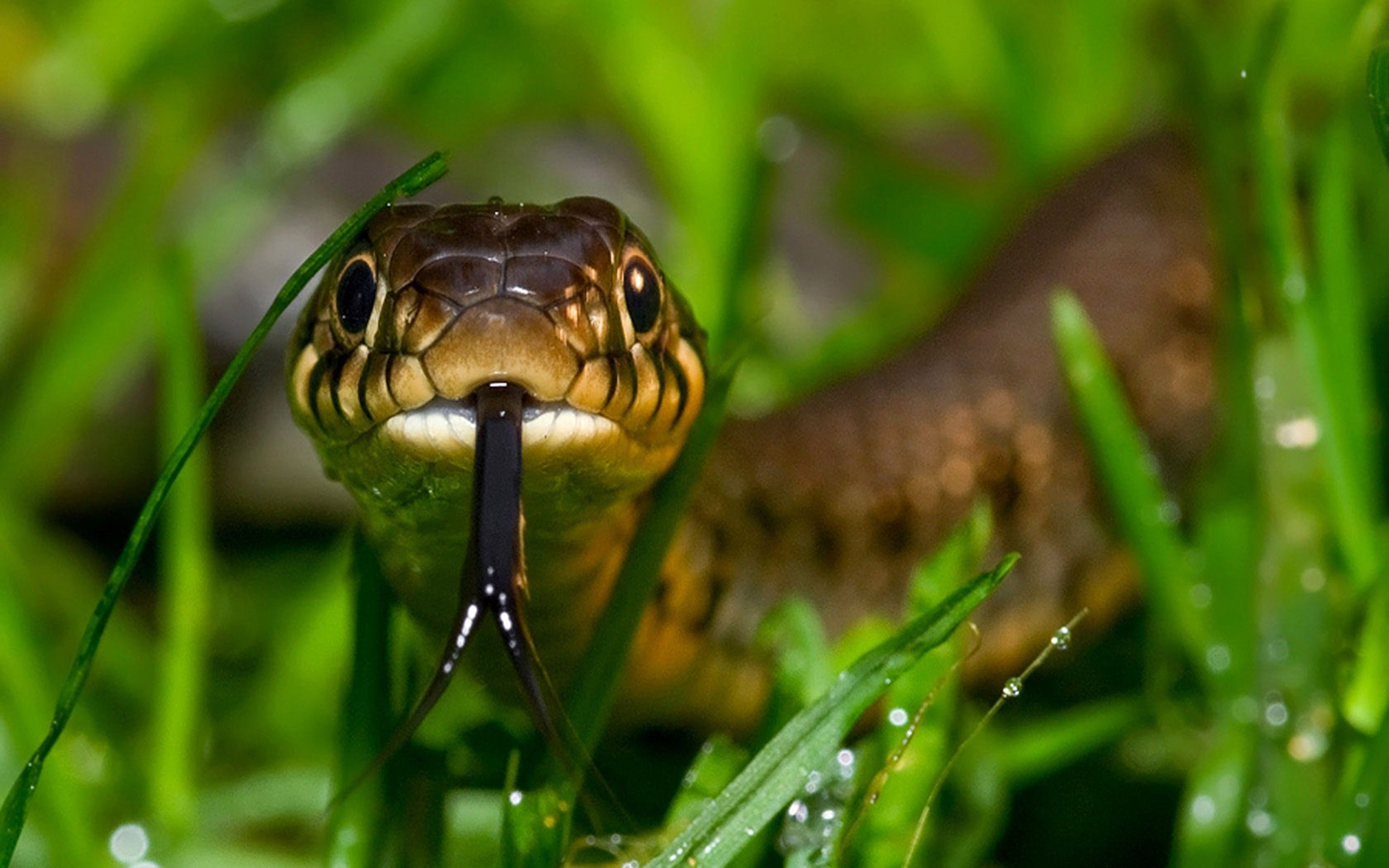 Download Pics Of Snakes - 3840x2400 Wallpaper Download Pics Of Snakes - 3840x2400 Wallpaper