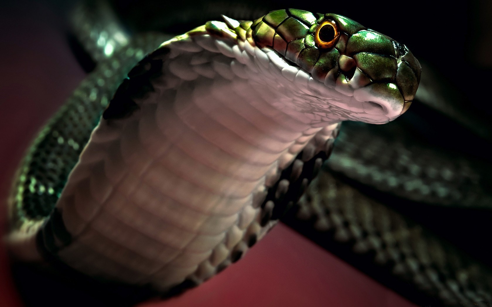 Snake - Cobra Hd - HD Wallpaper 