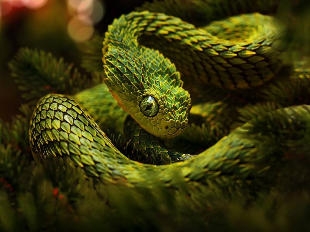 Snake Wallpapers - 486q737 - HD Wallpaper 