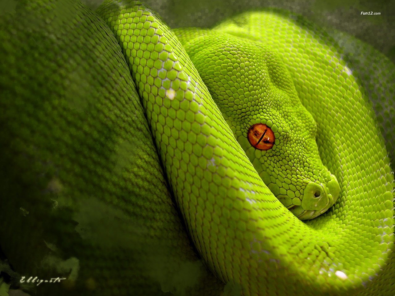 Danger Snake Wallpaper - Green Snake Orange Eyes - HD Wallpaper 