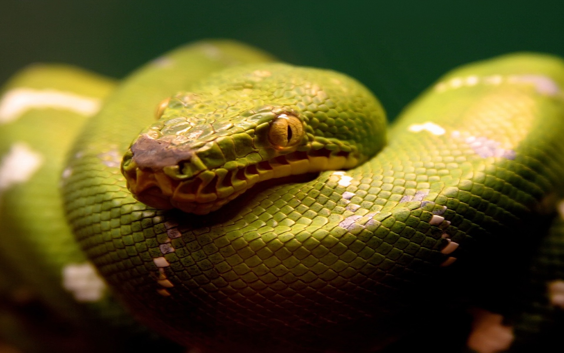 Green Snake - HD Wallpaper 