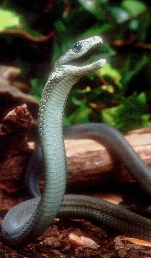 Black Mamba Snake - HD Wallpaper 