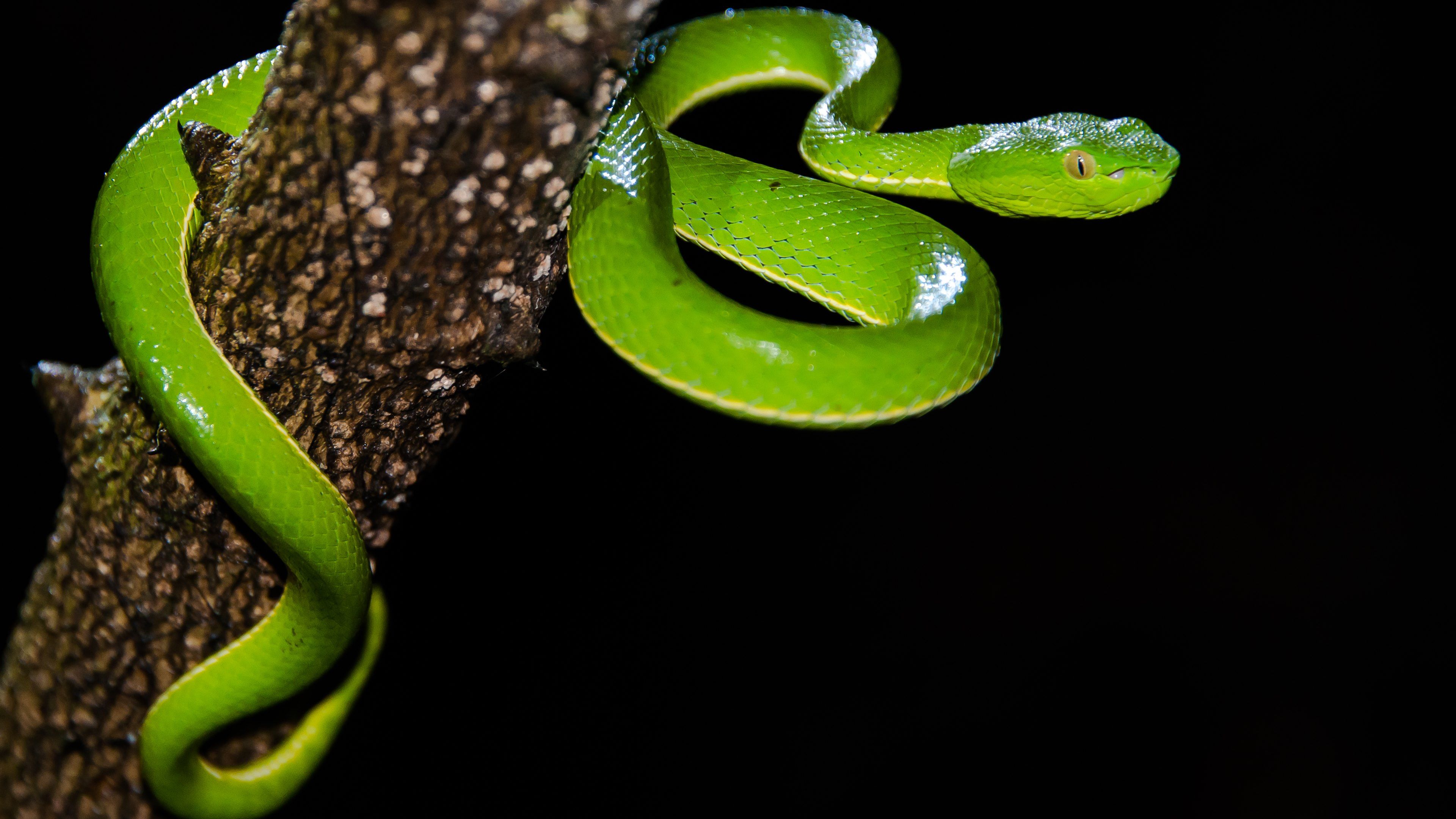 4k Snakes Wallpapers High Quality - Ultra Hd Wallpapers 1080p For Pc - HD Wallpaper 
