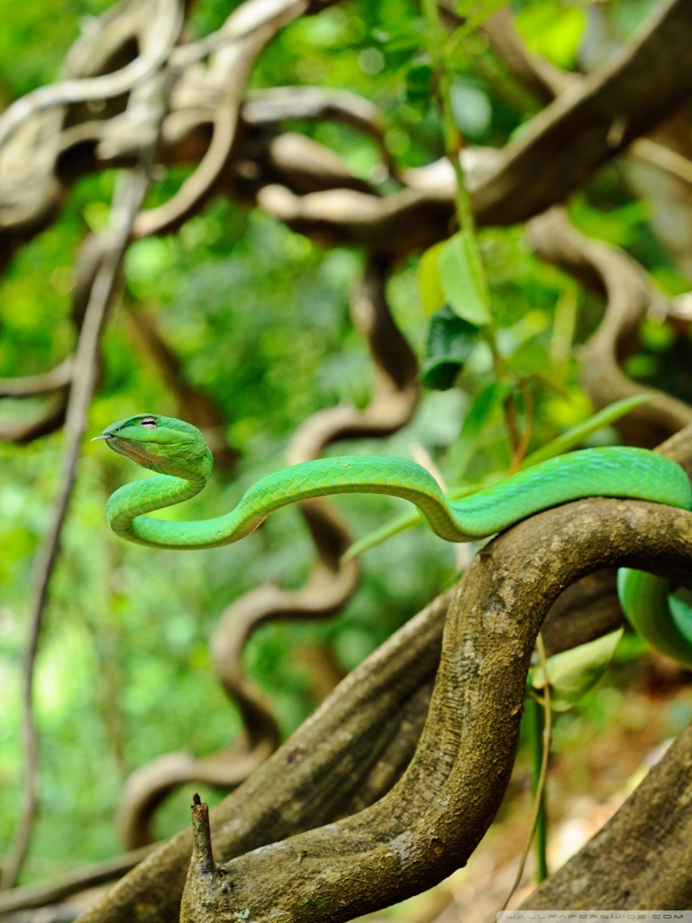 Snake Background Hd - HD Wallpaper 