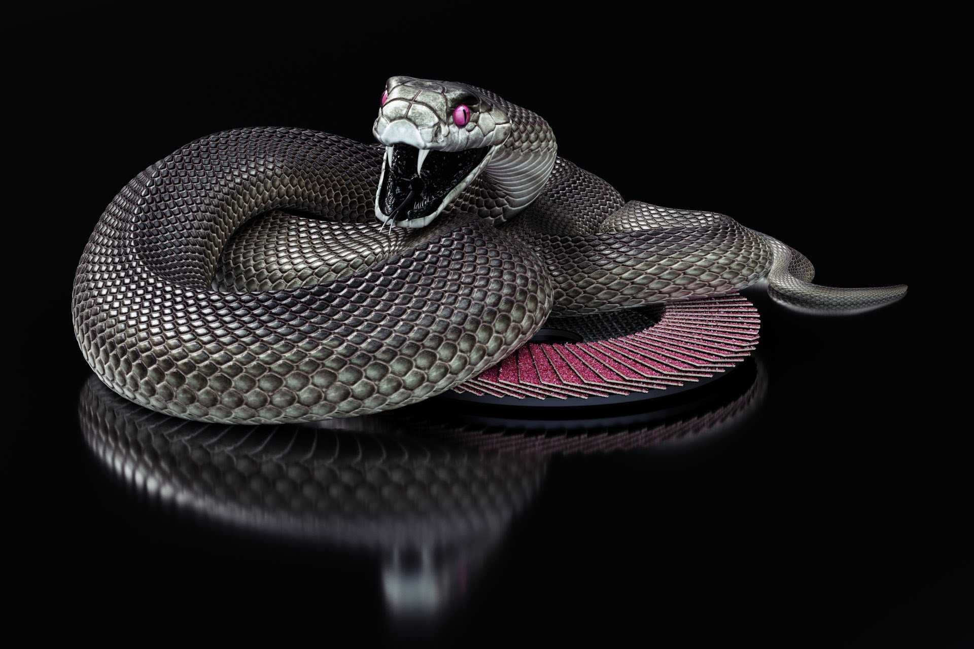 1920x1280, Black Mamba Snake Wallpaper Hd Collection - Black Mamba Snake Background - HD Wallpaper 