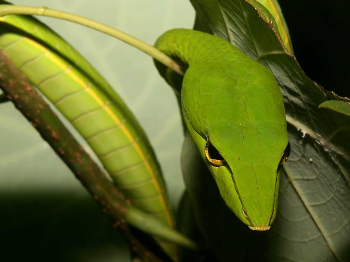 Ivy Snake - HD Wallpaper 