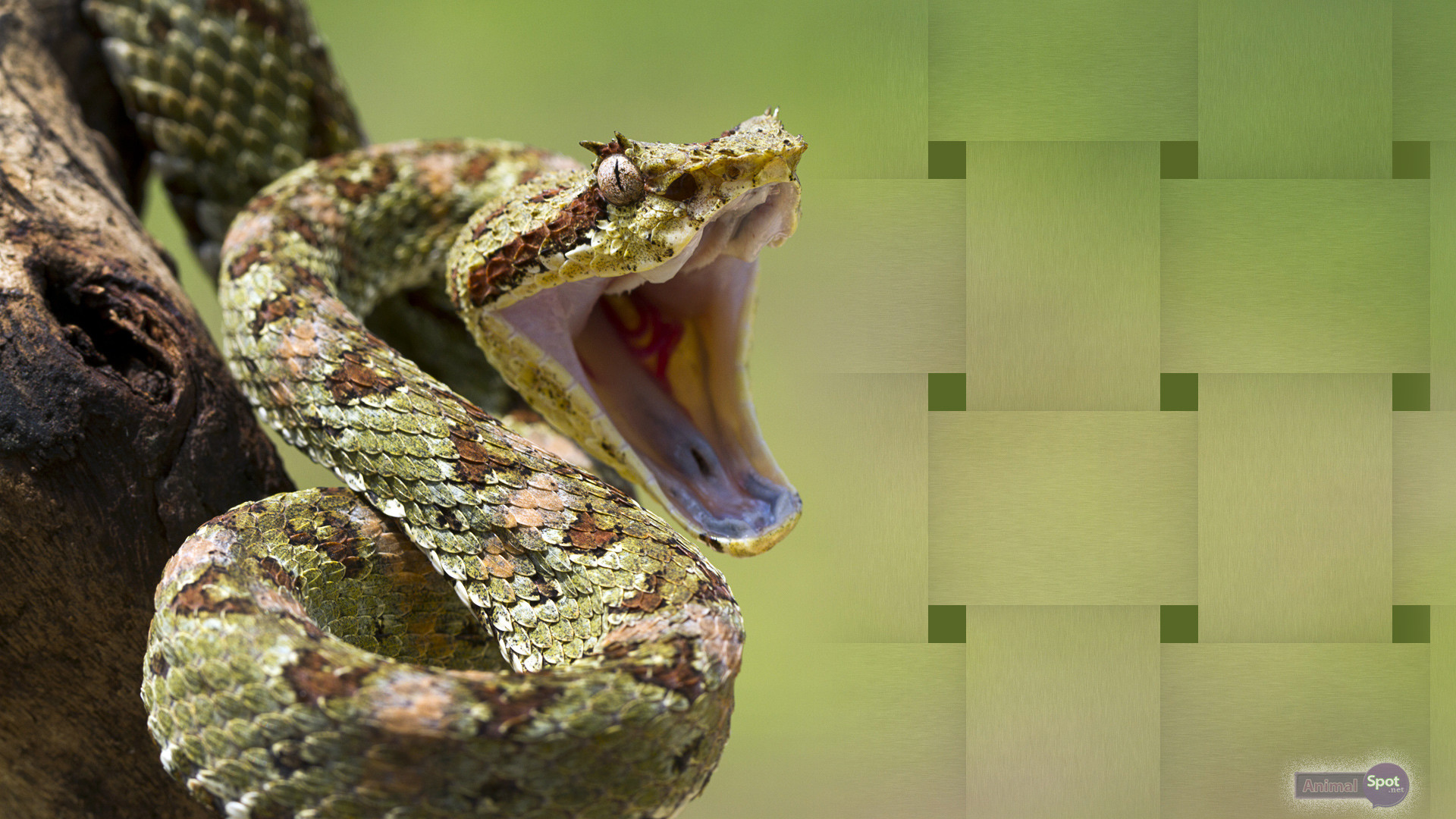 Best Snake Wallpapers And Backgrounds 
 Data-src - Rattlesnake Bite Singer - HD Wallpaper 